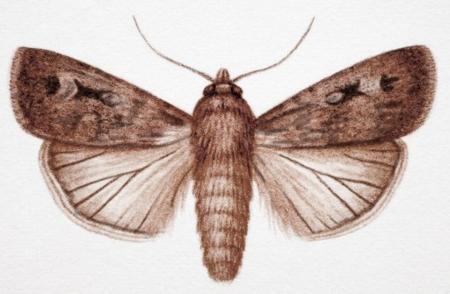 Bogong Moth